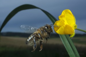 Bees-Colony-collapse-disorder_Laurent-Geslin_04