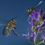 Bees-Colony-collapse-disorder_Laurent-Geslin_05