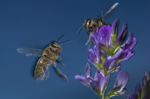 Bees-Colony-collapse-disorder_Laurent-Geslin_05