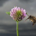 Bees-Colony-collapse-disorder_Laurent-Geslin_06