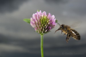 Bees-Colony-collapse-disorder_Laurent-Geslin_06