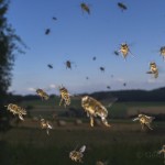Bees-Colony-collapse-disorder_Laurent-Geslin_07