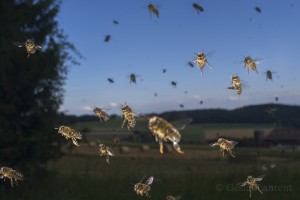 Bees-Colony-collapse-disorder_Laurent-Geslin_07