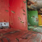 Bees-Colony-collapse-disorder_Laurent-Geslin_08