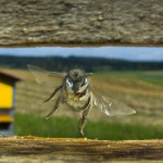 Bees-Colony-collapse-disorder_Laurent-Geslin_09
