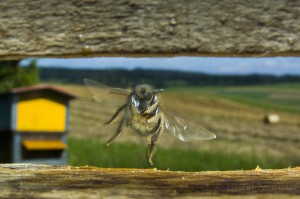 Bees-Colony-collapse-disorder_Laurent-Geslin_09