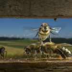 Bees-Colony-collapse-disorder_Laurent-Geslin_10