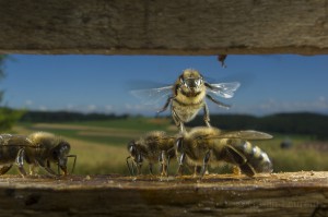 Bees-Colony-collapse-disorder_Laurent-Geslin_10