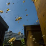 Bees-Colony-collapse-disorder_Laurent-Geslin_11