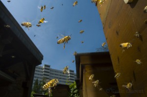Bees-Colony-collapse-disorder_Laurent-Geslin_11