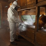 Bees-Colony-collapse-disorder_Laurent-Geslin_12