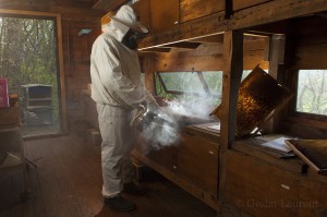 Bees-Colony-collapse-disorder_Laurent-Geslin_12