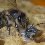Bees-Colony-collapse-disorder_Laurent-Geslin_14
