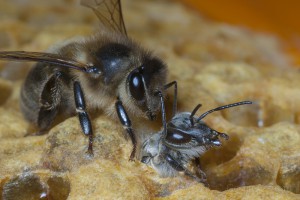 Bees-Colony-collapse-disorder_Laurent-Geslin_14