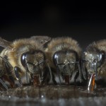 Bees-Colony-collapse-disorder_Laurent-Geslin_15