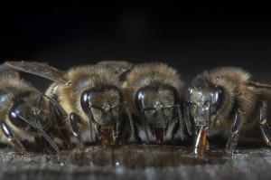 Bees-Colony-collapse-disorder_Laurent-Geslin_15