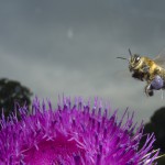 Bees-Colony-collapse-disorder_Laurent-Geslin_16