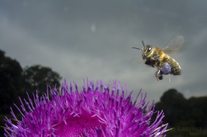 Bees-Colony-collapse-disorder_Laurent-Geslin_16