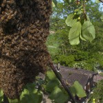 Bees-Colony-collapse-disorder_Laurent-Geslin_17