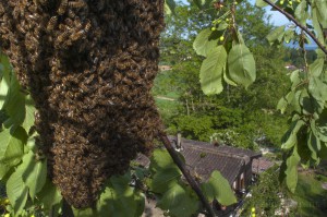 Bees-Colony-collapse-disorder_Laurent-Geslin_17