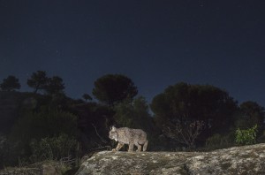 South Andalusia is a stronghold of the most threatened cat on Earth. The Iberian lynx (Lynx pardinus). Here a wild female roaming its territory at night.