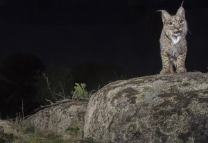 Thanks to Life and Iberlince conservation project, the species' IUCN status has improved from Critically endangered to Endangered.