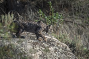 There were only about 90 lynx in the wild in 2000, a census carried out in 2015 found around 400 individuals.