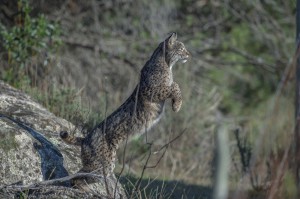 "Fincas" are private lands in Andalusia, they are bordered by high fences. Iberian lynx often needs to jump over it in search of food.