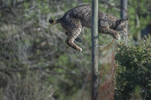 Like every cat, the Iberian lynx is very agile and can easily jump over fences.