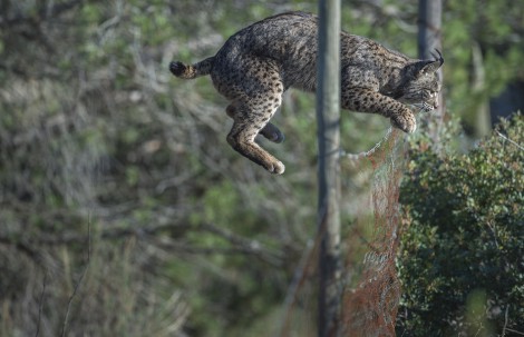 lynx iberian laurent geslin jump