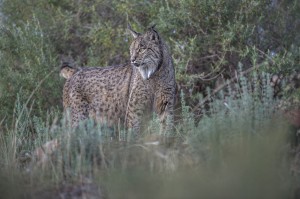 The Iberian lynx is the smallest species of lynx in the world (65-100 cm head to body, and 5 to 15 kg) comparing to the Canadian lynx (Lynx canadensis), the bobcat (Lynx rufus) and the european lynx (Lynx lynx).