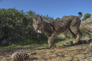 An Iberian lynx can live in a small territory of 3 to 6 km2, as long as there is enough food.