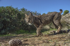 An Iberian lynx can live in a small territory of 3 to 6 km2, as long as there is enough food.