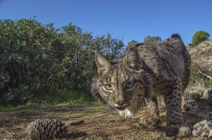 All four species have tufted ears and a spotted coat, but the Iberian lynx has the most prominent whiskers.