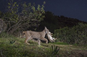 Rabbits are the main prey of the Iberian lynx, so the cat is extremely sensitive to variations in the lagomorph's population.