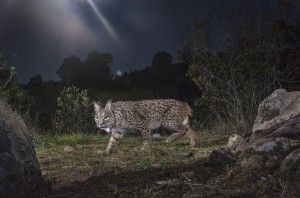 The Iberian lynx is diurnal and nocturnal but will prefer roaming its territory at night during the hot months of the summer.