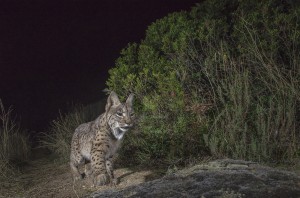 Iberian-Lynx_Laurent-Geslin_12