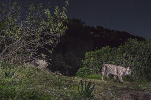 Typical lynx territory is a hilly landscape with thick bushes. The cat can easily hide being un-noticed.