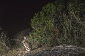 Lately, a new strain of haemoragic disease has reduced rabbit populations by over 50 per cent in some Iberian lynx territories.