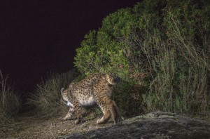 Iberian-Lynx_Laurent-Geslin_15