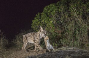 If Iberian lynx hunt mostly rabbits, males can also put down young fallow deers, mouflon and even red deer fawn.