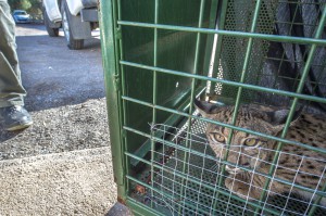 Sub-adult Iberian lynx captured near Jaen.