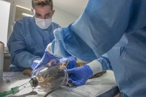 The breeding center La Olivilla is the biggest breeding center involved in the programme.