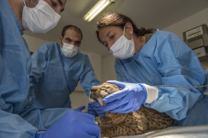 Before being released, the young lynx needs a full veterinary check up.