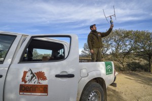 In order to better understand their behavior, scientist are following closely translocated lynx in their new territory.