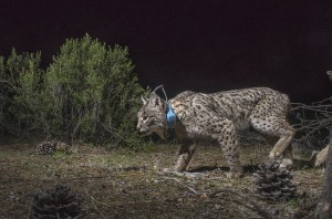 Scientists are fitting lynx with collars to find out about their home range and their behavior.