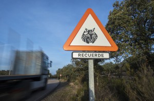 Road accidents are a major cause of mortality. According to the 2015 census, 51 animals have been killed this way during the last 3 years.