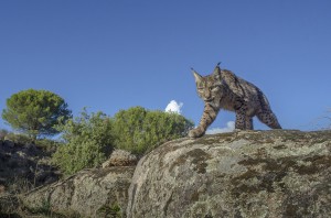 Beautiful wild female Iberian lynx being caught by a camera trap.