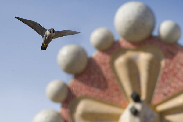 Peregrine falcon (falco peregrinus)