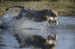 panthera-leo-20090810-070135-3